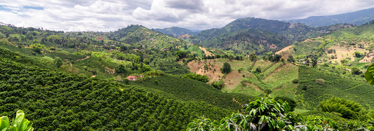 ZONAS CAFETERAS COLOMBIANAS
