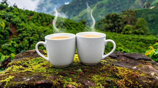 EL CAFÉ UN SÍMBOLO DE AMOR Y AMISTAD PARTE II