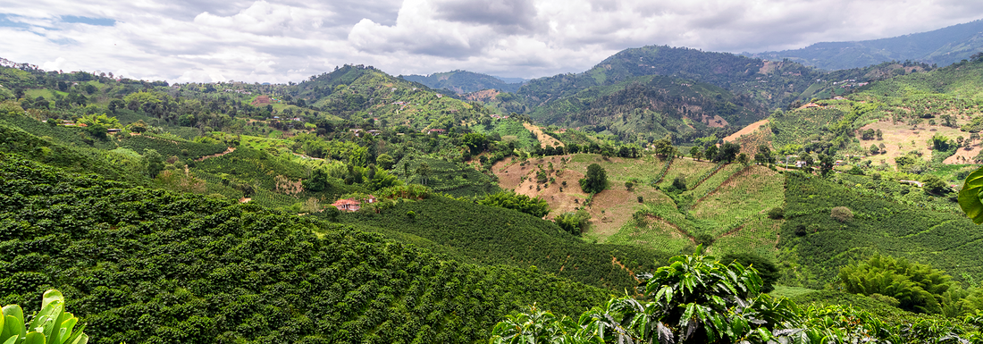 ZONAS CAFETERAS COLOMBIANAS